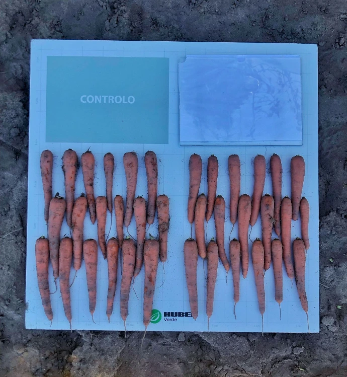 Amostragem de cenouras, Parcela de ‘Controlo’ à esquerda e Parcela ‘Tratada’ à direita