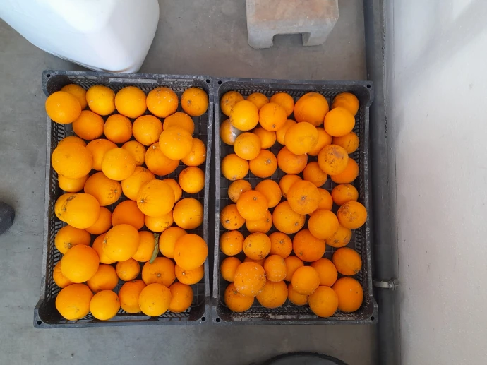 Modalidade T0 (100% tratamento químico), amostra de 100 frutos condicionados em caixa simulando as condições de supermercado, onde se registou um fruto com podridões (fotografia de 16 de fevereiro de 2023)