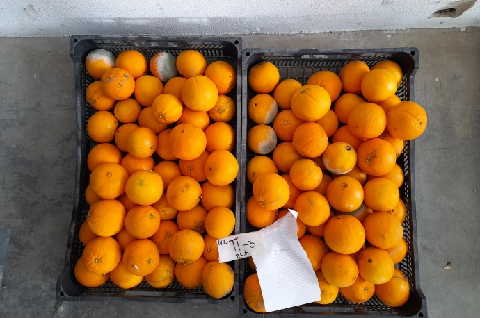 Modalidade T1 (Só Baslact Plus), amostra de 100 frutos condicionados em caixa simulando as condições de supermercado, onde se registou oito frutos com podridões (fotografia de 22 de fevereiro de 2023)