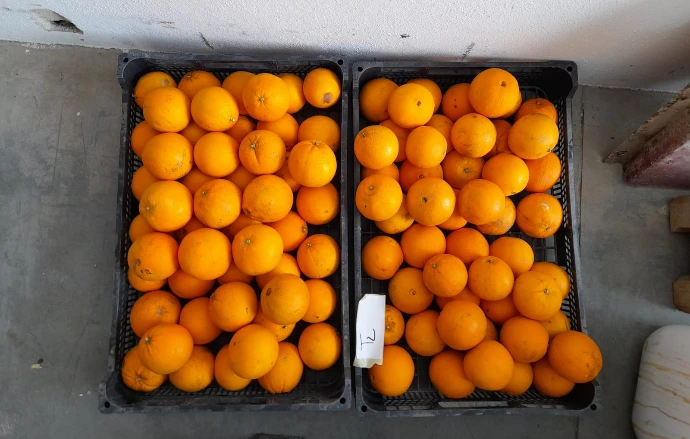 Modalidade T2 (Baslact Plus+30% tratamento químico), amostra de 100 frutos condicionados em caixa simulando as condições de supermercado, onde não se registaram frutos com podridões (fotografia de 22 de fevereiro de 2023)