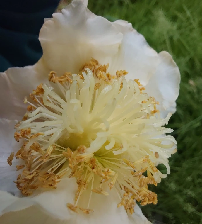 Flor feminina.