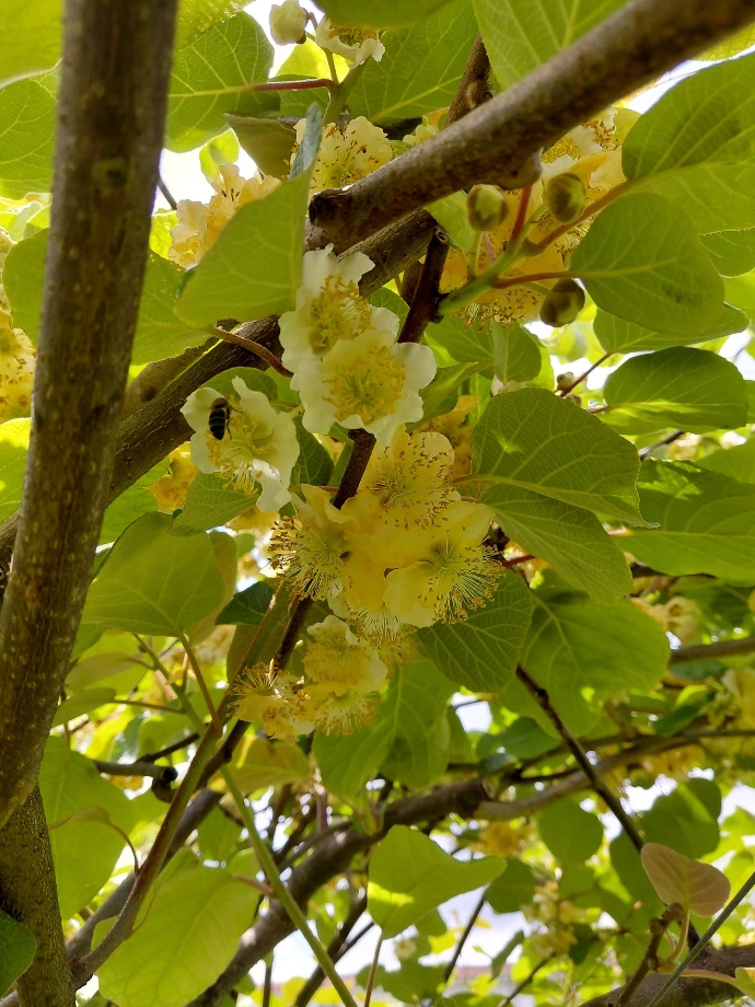 Abelha em flor masculina.
