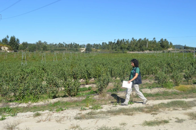 acompanhamento agronómico